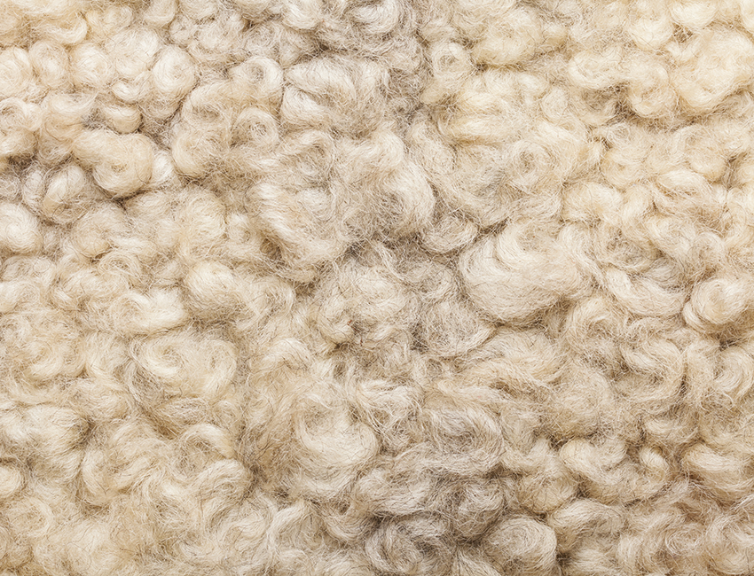 Lanolina e lana di pecora