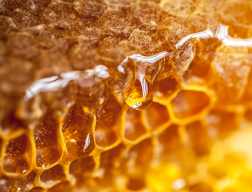 World Honey Bee Day 