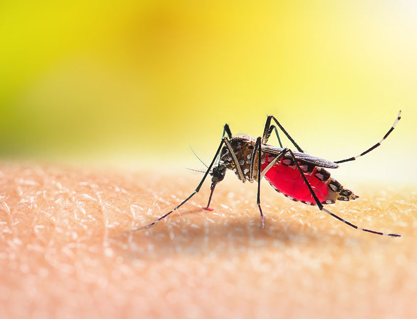 Zanzare anofele malaria 